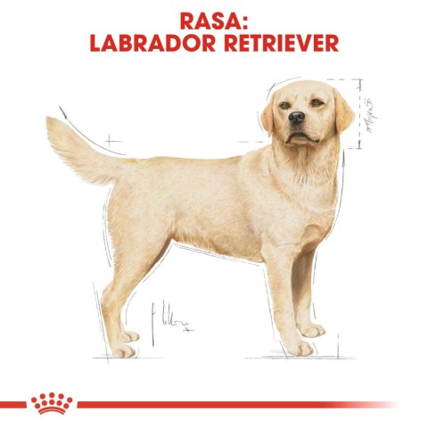 ROYAL CANIN BHN Labrador Retriever Adult - sucha karma dla psa dorosłego - 12 kg ROYAL CANIN BHN Labrador Retriever Adult - sucha karma dla psa dorosłego - 12 kg