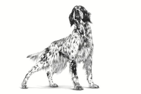 ROYAL CANIN VHN Dog Hepatic 7kg ROYAL CANIN VHN Dog Hepatic 7kg