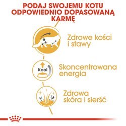 ROYAL CANIN FBN Maine Coon - mokra karma dla dorosłego kota - 12x85g ROYAL CANIN FBN Maine Coon - mokra karma dla dorosłego kota - 12x85g