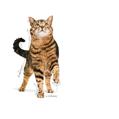 ROYAL CANIN FCN Appetite Control w sosie - mokra karma dla kota dorosłego - 12x85g ROYAL CANIN FCN Appetite Control w sosie - mokra karma dla kota dorosłego - 12x85g