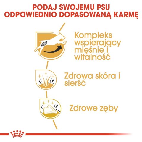ROYAL CANIN BHN Jack Russell Terrier Adult - sucha karma dla psa dorosłego - 1,5kg ROYAL CANIN BHN Jack Russell Terrier Adult - sucha karma dla psa dorosłego - 1,5kg