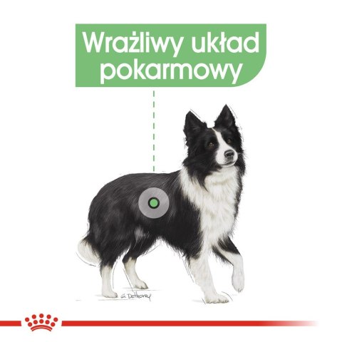 ROYAL CANIN CCN MEDIUM DIGESTIVE CARE - sucha karma dla psa dorosłego - 3kg ROYAL CANIN CCN MEDIUM DIGESTIVE CARE - sucha karma dla psa dorosłego - 3kg