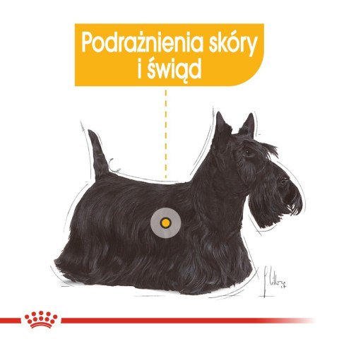 ROYAL CANIN Mini Dermacomfort - karma dla psów dorosłych ras małych - 3kg ROYAL CANIN Mini Dermacomfort - karma dla psów dorosłych ras małych - 3kg