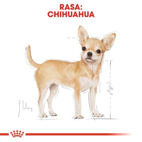 Royal Canin BHN Chihuahua Adult - sucha karma dla psa dorosłego - 1,5kg Royal Canin BHN Chihuahua Adult - sucha karma dla psa dorosłego - 1,5kg
