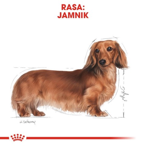 Royal Canin BHN Dachshund Adult - sucha karma dla psa dorosłego - 1,5kg Royal Canin BHN Dachshund Adult - sucha karma dla psa dorosłego - 1,5kg